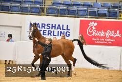 25R1516_05991 thumbnail