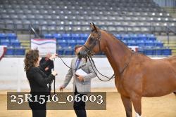 25R1516_06003 thumbnail