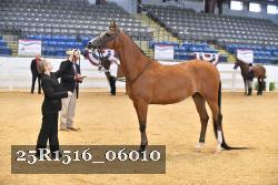 25R1516_06010 thumbnail