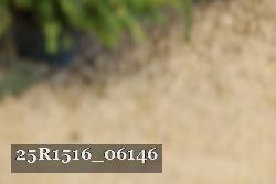 25R1516_06146 thumbnail