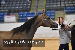 25R1516_06522 thumbnail