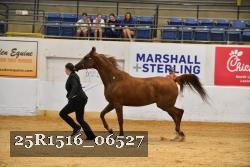 25R1516_06527 thumbnail