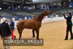 25R1516_06532 thumbnail