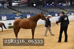 25R1516_06533 thumbnail
