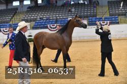 25R1516_06537 thumbnail