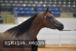 25R1516_06539 thumbnail