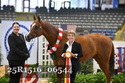 25R1516_06544 thumbnail