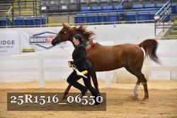 25R1516_06550 thumbnail