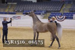 25R1516_06575 thumbnail