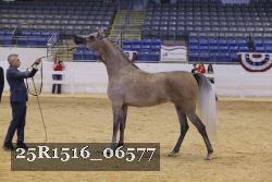 25R1516_06577 thumbnail