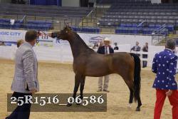 25R1516_06586 thumbnail