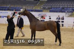 25R1516_06587 thumbnail