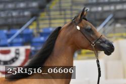 25R1516_06606 thumbnail