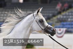 25R1516_06607 thumbnail