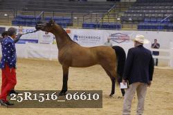 25R1516_06610 thumbnail