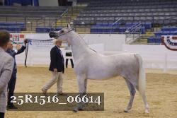 25R1516_06614 thumbnail