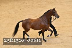 25R1516_00611 thumbnail