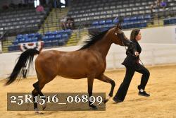 25R1516_06899 thumbnail