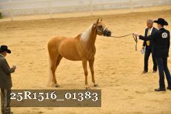 25R1516_01383 thumbnail