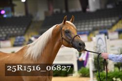 25R1516_06827 thumbnail