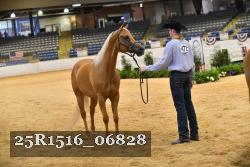 25R1516_06828 thumbnail