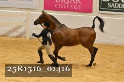 25R1516_01416 thumbnail