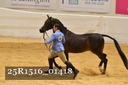 25R1516_01418 thumbnail