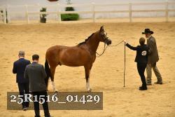 25R1516_01429 thumbnail
