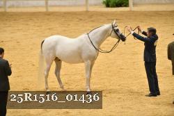 25R1516_01436 thumbnail