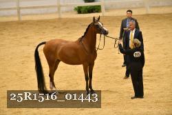 25R1516_01443 thumbnail