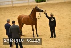 25R1516_01445 thumbnail