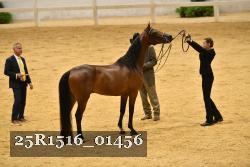 25R1516_01456 thumbnail