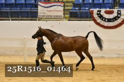 25R1516_01464 thumbnail