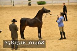25R1516_01468 thumbnail