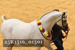25R1516_01501 thumbnail