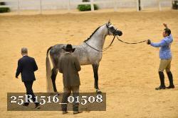 25R1516_01508 thumbnail