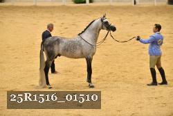 25R1516_01510 thumbnail