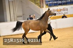 25R1516_02111 thumbnail