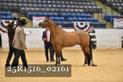 25R1516_02161 thumbnail