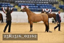 25R1516_02162 thumbnail