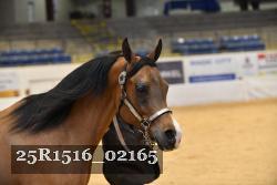 25R1516_02165 thumbnail