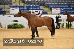 25R1516_02170 thumbnail