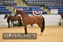 25R1516_02172 thumbnail
