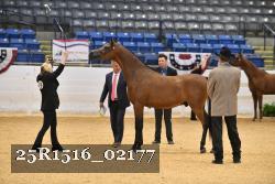 25R1516_02177 thumbnail