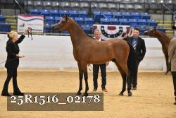 25R1516_02178 thumbnail