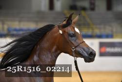 25R1516_02214 thumbnail