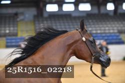 25R1516_02218 thumbnail