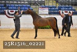 25R1516_02221 thumbnail
