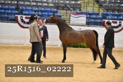 25R1516_02222 thumbnail