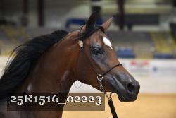 25R1516_02223 thumbnail
